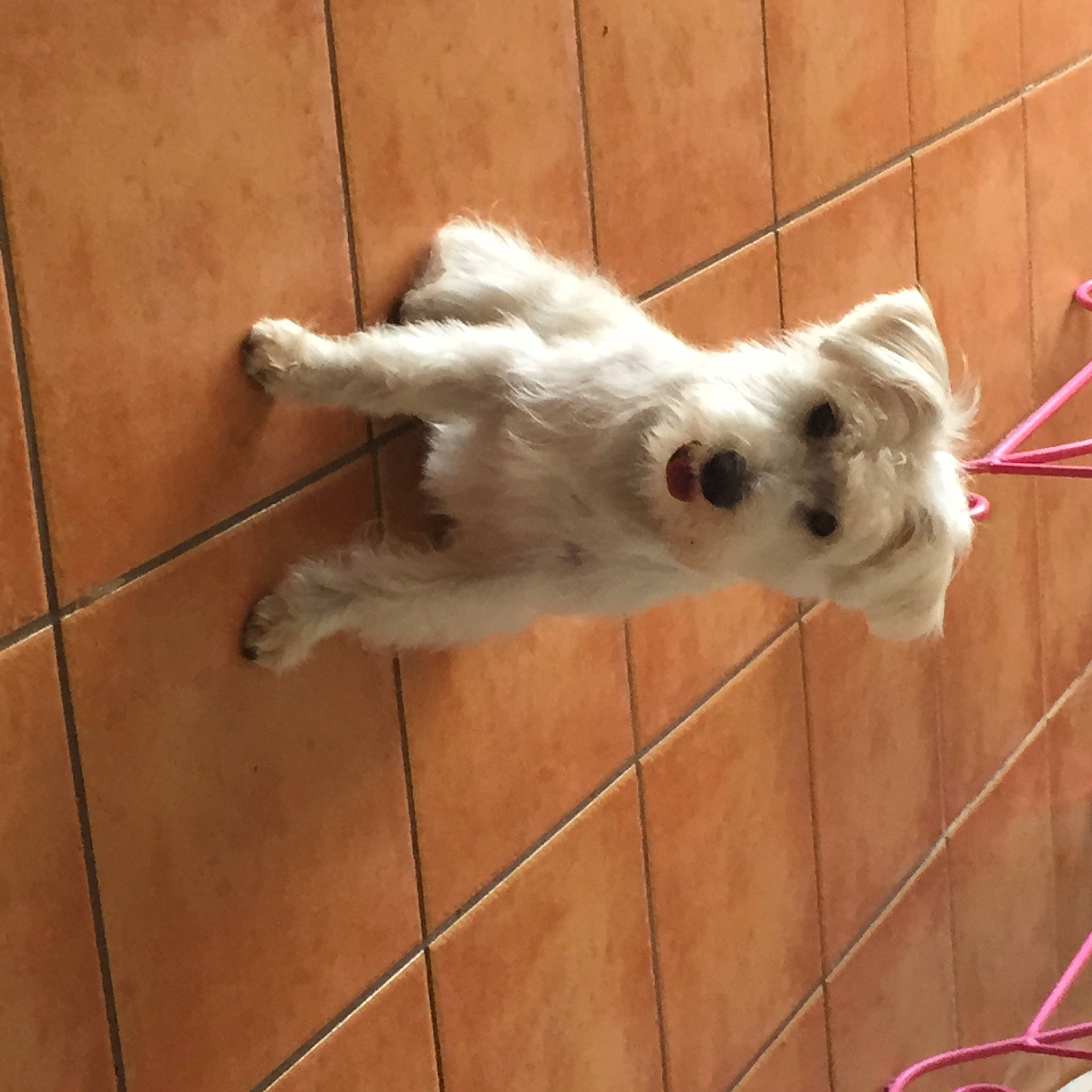 Luna a rejoint le concours — aidez-le/la à gagner de superbes lots ! canidae, carnivore, companion_dog, dog_breed, fawn, felidae, flooring, fur, hardwood, livestock, paw, service, small_to_medium_sized_cats, snout, sporting_group, tail, terrestrial_animal, whiskers, wood, working_animal