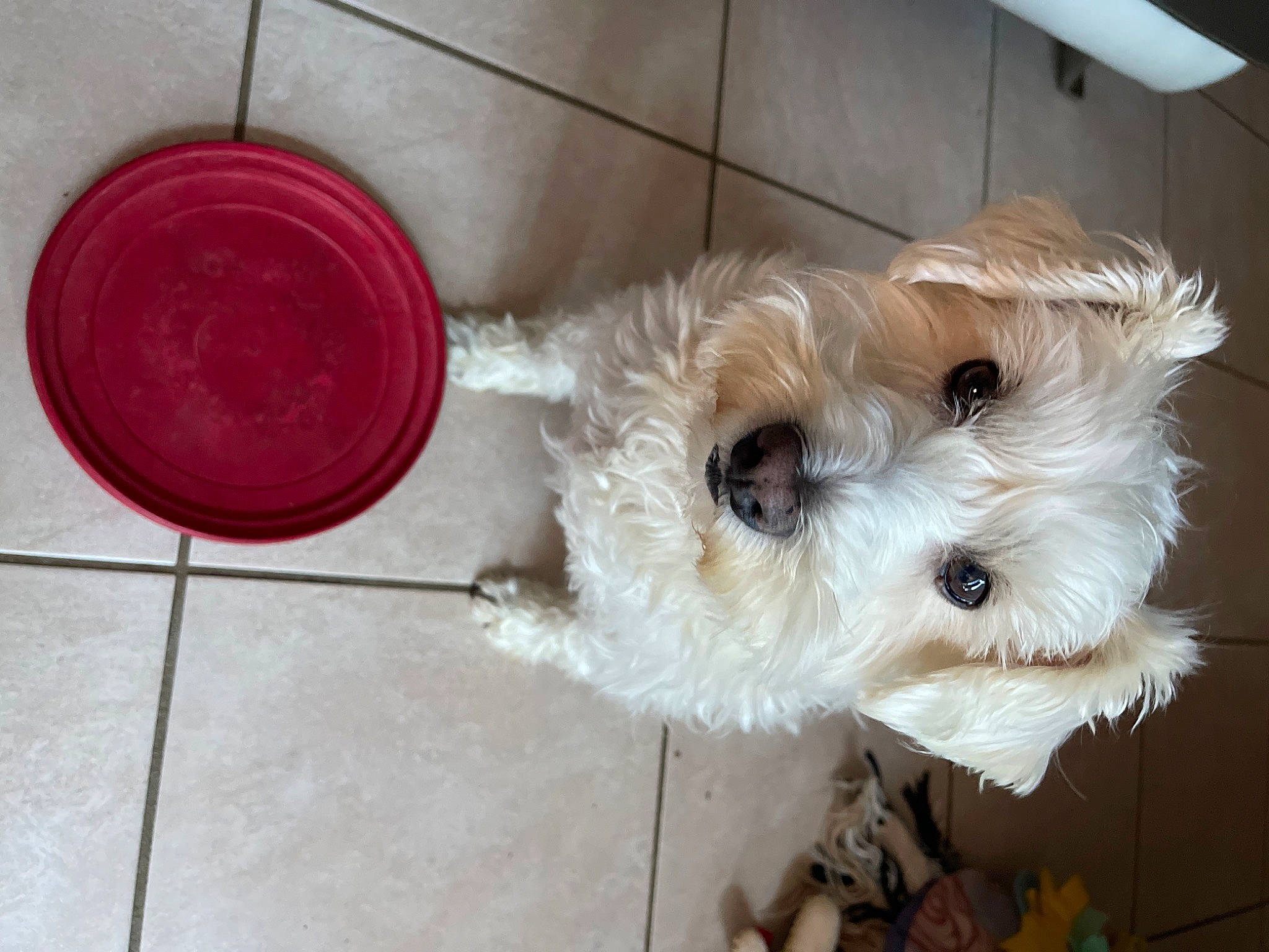 Noche participe au concours pour gagner de l'argent avec cette photo : canidae, carnivore, companion_dog, dog, dog_breed, dog_clothes, dog_supply, fawn, flooring, fur, maltepoo, pet_supply, poodle_crossbreed, small_terrier, snout, sporting_group, tail, terrier, toy_dog, working_animal