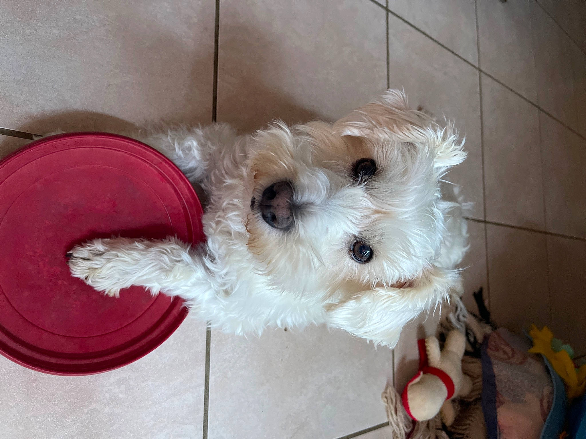 Noche participe au concours pour gagner de l'argent avec cette photo : canidae, carnivore, collar, companion_dog, dog, dog_breed, dog_clothes, dog_collar, dog_supply, fawn, fur, pet_supply, small_terrier, snout, sporting_group, stuffed_toy, terrier, toy, toy_dog, working_animal