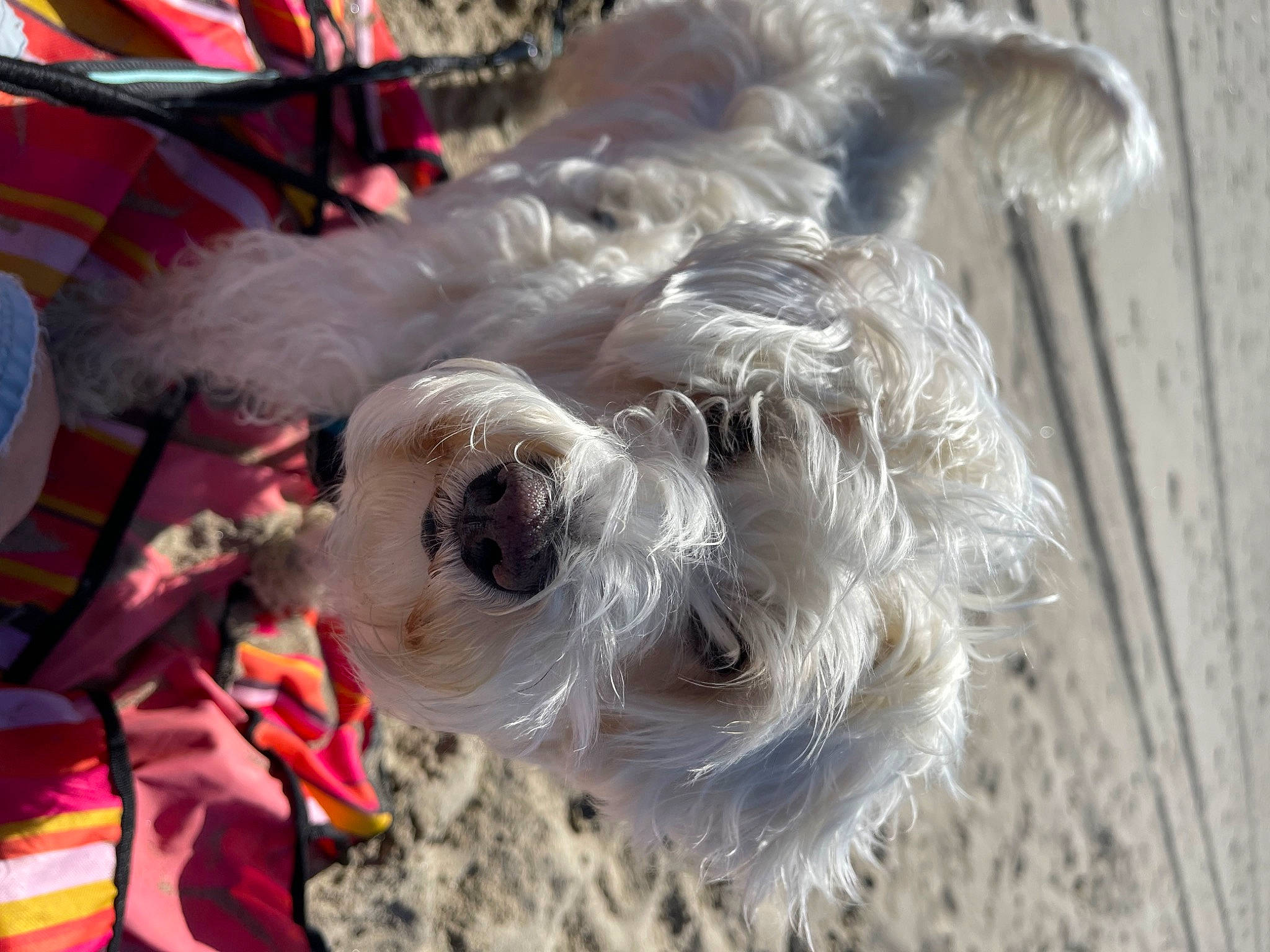 Lilou participe au concours pour gagner de l'argent avec cette photo : canidae, carnivore, collar, companion_dog, dog, dog_breed, dog_clothes, dog_collar, dog_supply, event, fawn, fur, schnauzer, small_terrier, snout, sporting_group, terrier, toy_dog, wool, working_animal