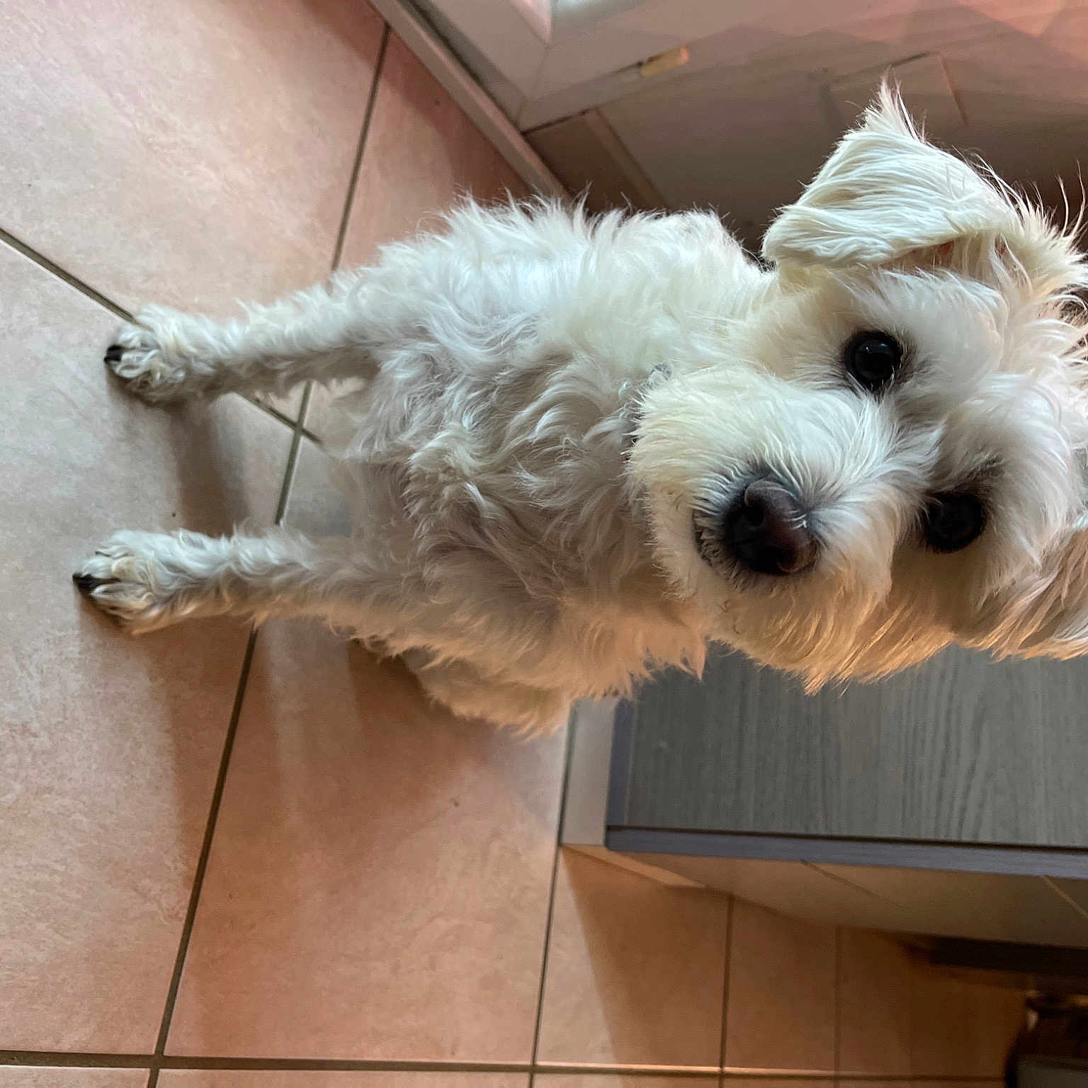Lilou