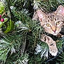 cat, tabby_cat, pine_branches, holiday_decorations, greenery, frosted_branches, christmas_theme, animal, pet, whiskers, paw, yellow_eyes, nature, festive, close_up, cute, curious, cozy, indoors, fur