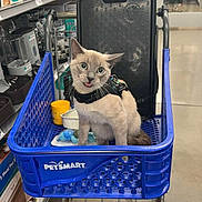 Simon is registered to the contest to win money with this photo: animal, animal_care, blue_basket, cat, cat_harness, container, curious, cute, domestic_cat, feline, floor, indoor, pet_smart, pet_store, pet_supplies, plastic_basket, shelves, shopping, shopping_cart, store_aisle