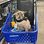 animal, animal_care, blue_basket, cat, cat_harness, container, curious, cute, domestic_cat, feline, floor, indoor, pet_smart, pet_store, pet_supplies, plastic_basket, shelves, shopping, shopping_cart, store_aisle