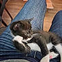black_and_white, cat, cozy, curled_up, cute, domestic_animal, floor, fur, indoor, jeans, kitten, lap, person, pet, resting, small, tail, whiskers, wooden_floor, young