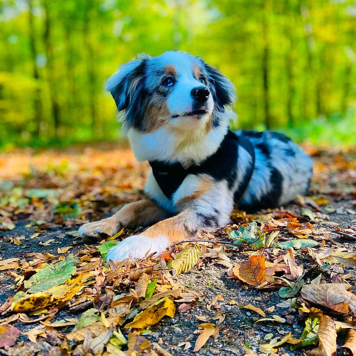 Stitch participe au concours pour gagner de l'argent avec cette photo : animal, autumn, canine, dog, face, grove, head, land, leaf, nature, outdoors, person, pet, photography, plant, portrait, puppy, tree, vegetation, woodland