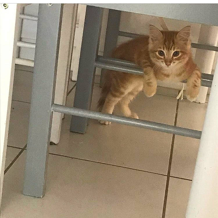 Rasta participe au concours pour gagner de l'argent avec cette photo : animal_shelter, carnivore, cat, chair, domestic_short_haired_cat, door, fawn, felidae, flooring, fur, hardwood, metal, paw, rectangle, small_to_medium_sized_cats, stairs, tail, whiskers, window, wood