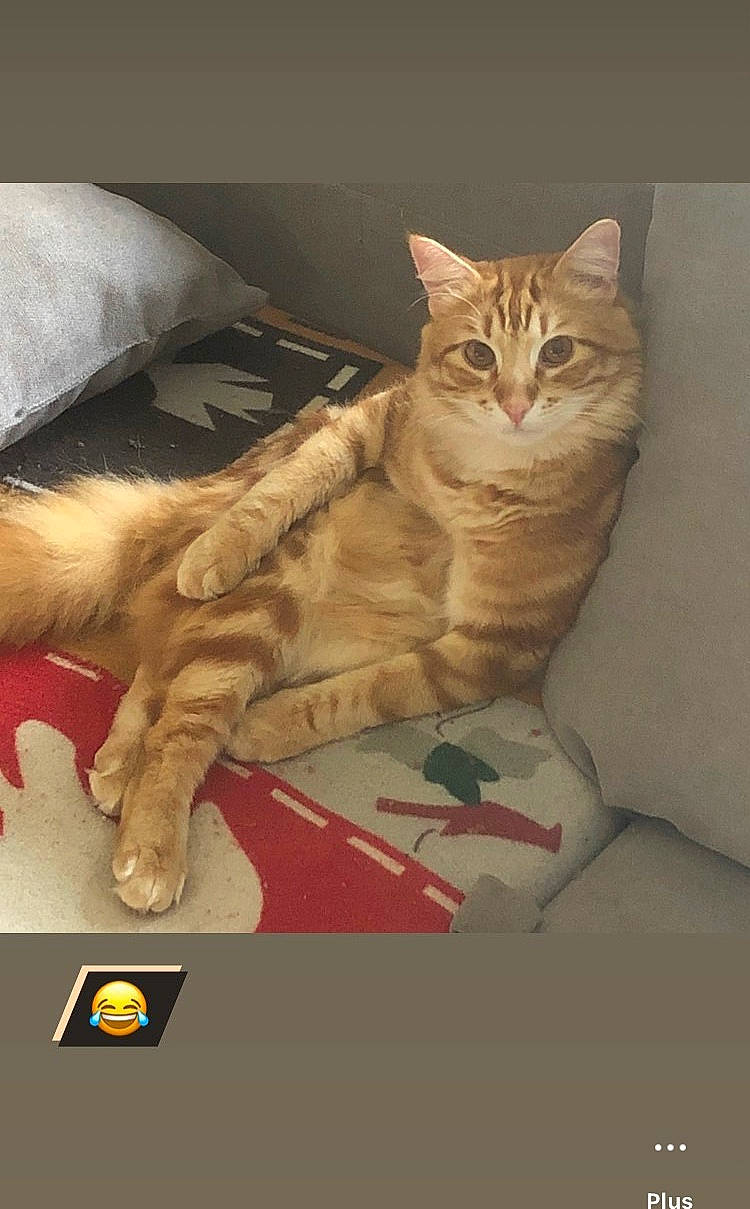 Rasta participe au concours pour gagner de l'argent avec cette photo : bed, carnivore, cat, claw, comfort, domestic_short_haired_cat, fawn, felidae, fur, gesture, linens, nap, paw, photo_caption, room, small_to_medium_sized_cats, snout, tail, whiskers