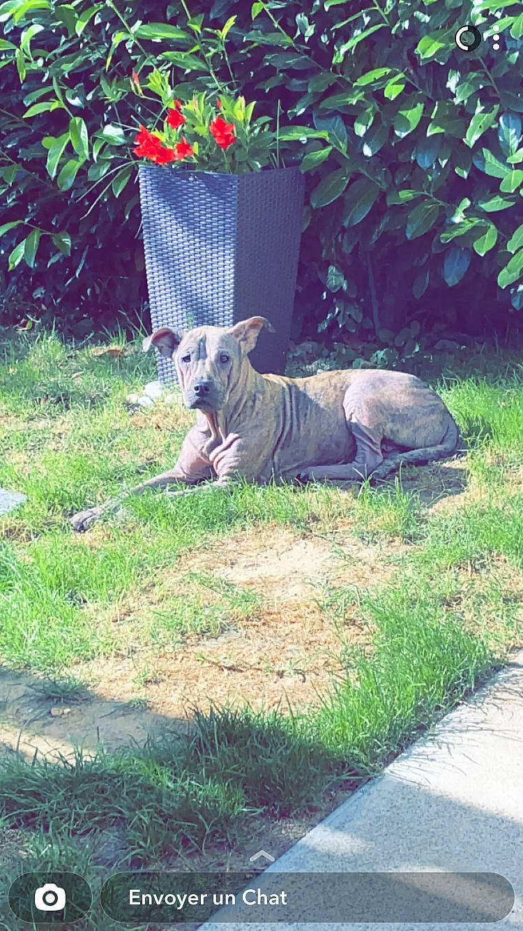 Peps participe au concours pour gagner de l'argent avec cette photo : canidae, carnivore, companion_dog, dog, dog_breed, fawn, felidae, flower, flowerpot, grass, groundcover, lawn, lawn_ornament, plant, shrub, snout, sporting_group, tail, terrestrial_animal, vertebrate