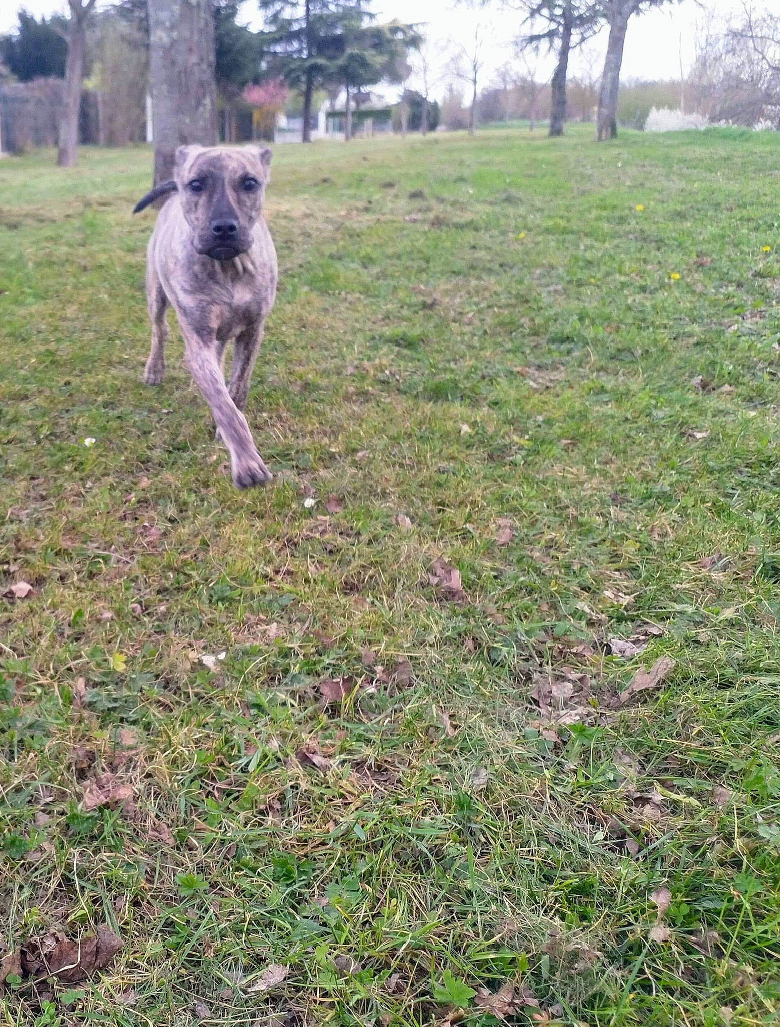 Peps a rejoint le concours — aidez-le/la à gagner de superbes lots ! carnivore, companion_dog, dog, dog_breed, fawn, field, grass, grassland, groundcover, pasture, plant, shrub, sky, soil, sporting_group, tail, terrestrial_animal, terrier, tree, working_animal