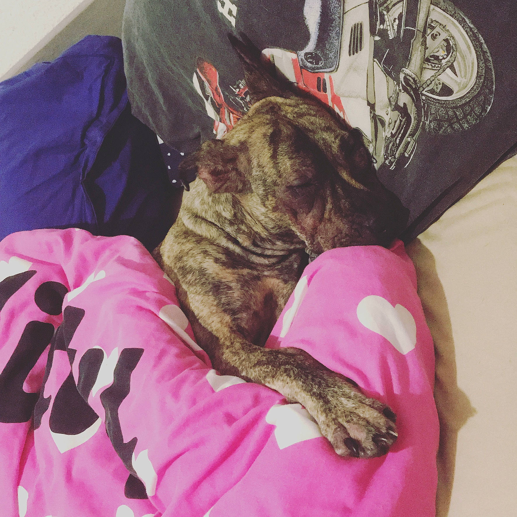 Peps a rejoint le concours — aidez-le/la à gagner de superbes lots ! bedding, carnivore, cat, comfort, companion_dog, dog_breed, domestic_short_haired_cat, fawn, felidae, fur, linens, magenta, pink, sleeve, small_to_medium_sized_cats, sporting_group, t_shirt, tail, textile, whiskers