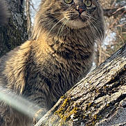 Mimi joined the competition — help win amazing prizes! branch, cat, close_up, curious, ears, feline, fluffy_fur, green_eyes, longhair_cat, moss, nature, outdoor, paws, pet, portrait, sunlight, tabby_cat, tree, tree_bark, whiskers