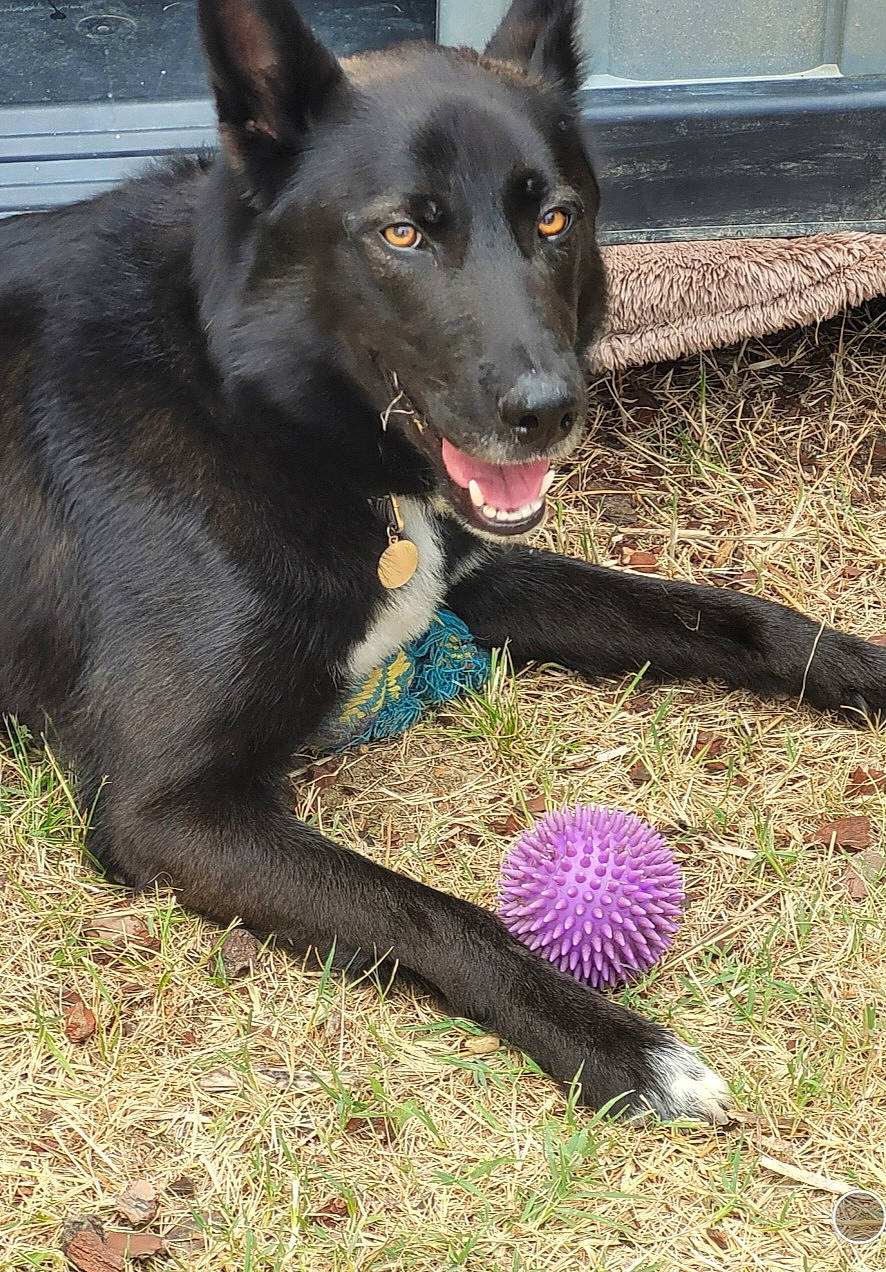 Onyx a rejoint le concours — aidez-le/la à gagner de superbes lots ! animal, ball, canine, countryside, dog, flower, grass, labradorretriever, nature, outdoors, pet, plant, puppy, purple, soil, sphere, sport, straw, tennis, tennisball