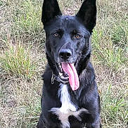 Onyx participe au concours pour gagner de l'argent avec cette photo : alert, animal, black_dog, canine, collar, dog, ears_up, eyes, fur, grass, happy, muzzle, nature, outdoor, pet, playful, sitting, tongue, tongue_out, white_patch