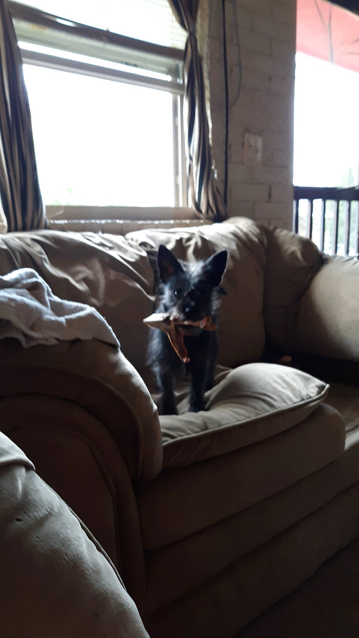 Lil Bear is registered to the contest to win money with this photo: bed, canidae, carnivore, chair, comfort, companion_dog, couch, dog, dog_breed, furniture, guard_dog, home, interior_design, living_room, nap, room, table, window