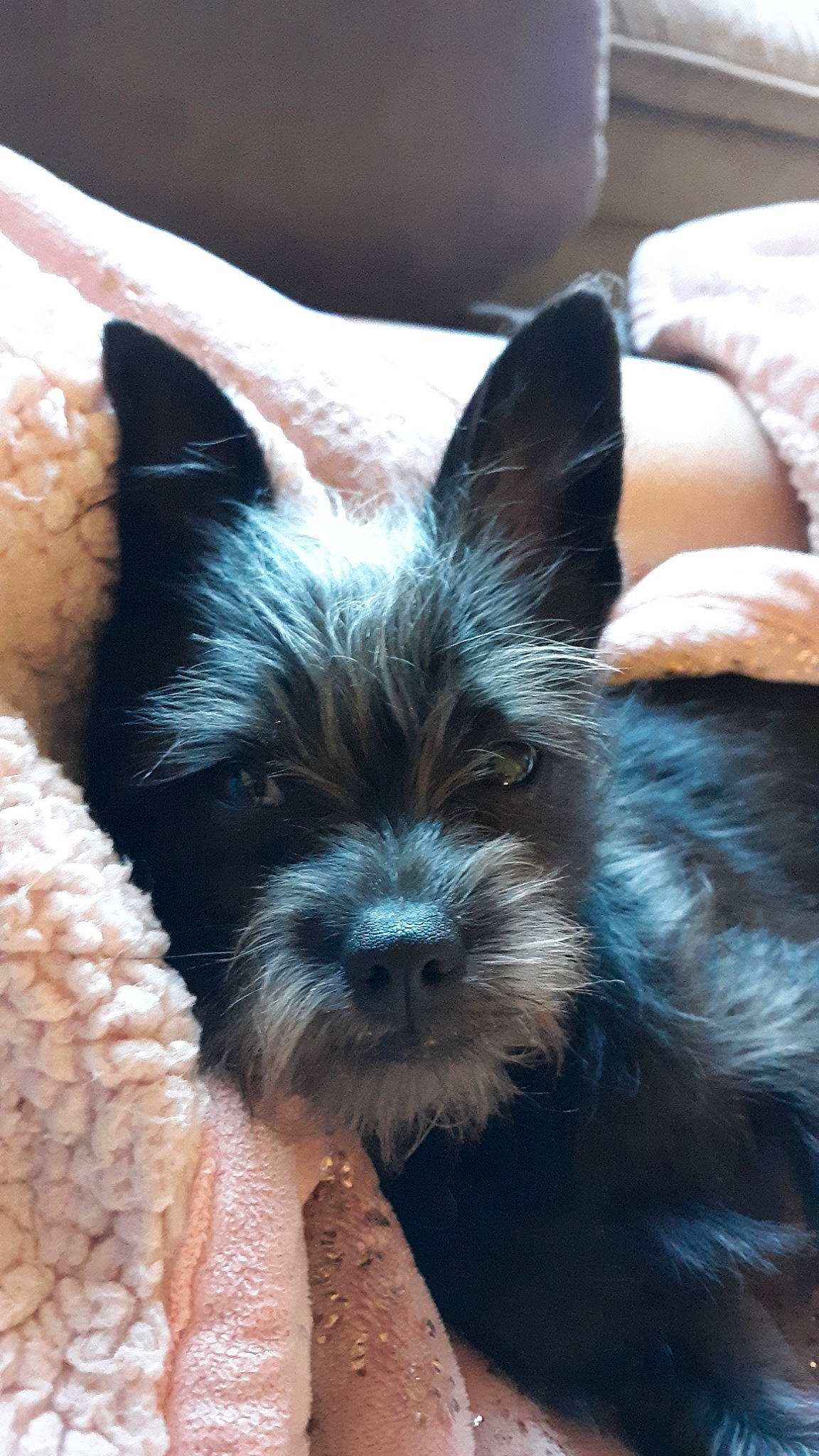 Lil Bear joined the competition — help win amazing prizes! australian_silky_terrier, biewer_terrier, cairn_terrier, canidae, carnivore, companion_dog, dog, dog_breed, mammal, norwich_terrier, puppy, rare_breed_dog, shih_tzu, small_terrier, snout, sporting_group, terrier, toy_dog, vertebrate, yorkshire_terrier