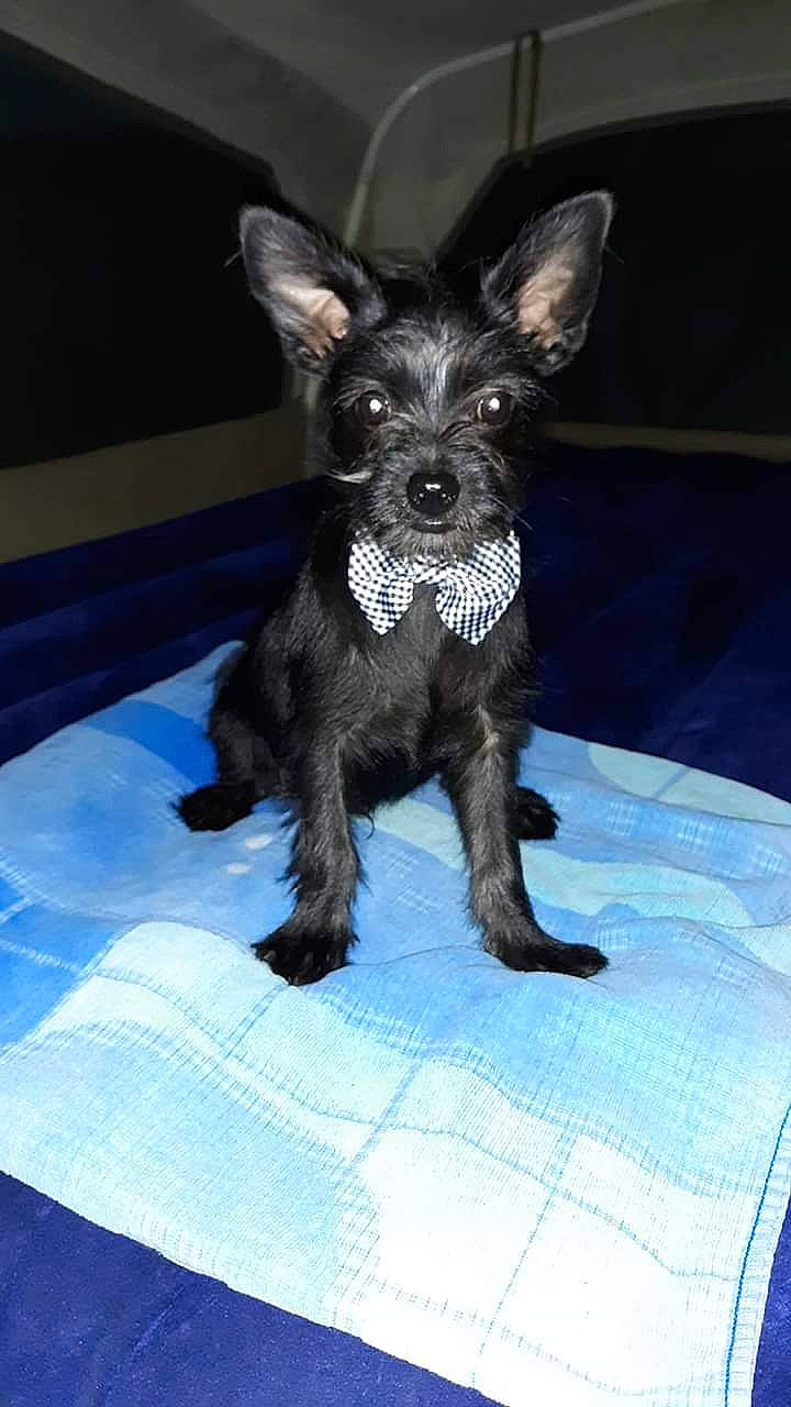 Lil Bear joined the competition — help win amazing prizes! canidae, carnivore, chihuahua, companion_dog, dog, dog_breed, mammal, miniature_schnauzer, puppy, rare_breed_dog, snout, sporting_group, terrier, toy_dog, vertebrate, yorkshire_terrier