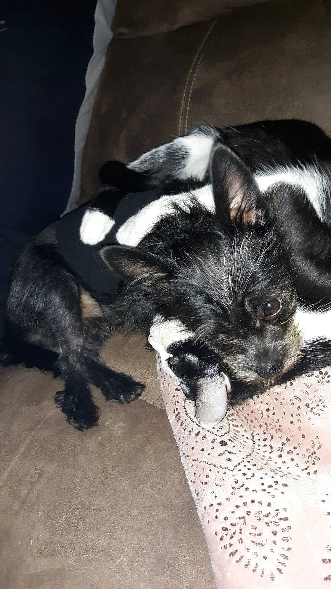 Lil Bear joined the competition — help win amazing prizes! canidae, carnivore, dog, dog_breed, ear, mammal, non_sporting_group, puppy, schnauzer, snout, sporting_group, tail, terrier, toy_dog, vertebrate