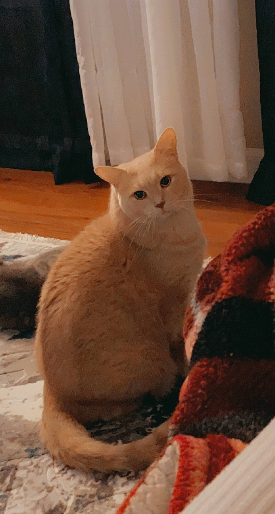 Sawyer is registered to the contest to win money with this photo: carnivore, cat, cat_supply, comfort, domestic_short_haired_cat, fawn, felidae, fur, pet_supply, small_to_medium_sized_cats, tail, terrestrial_animal, whiskers, window, wood