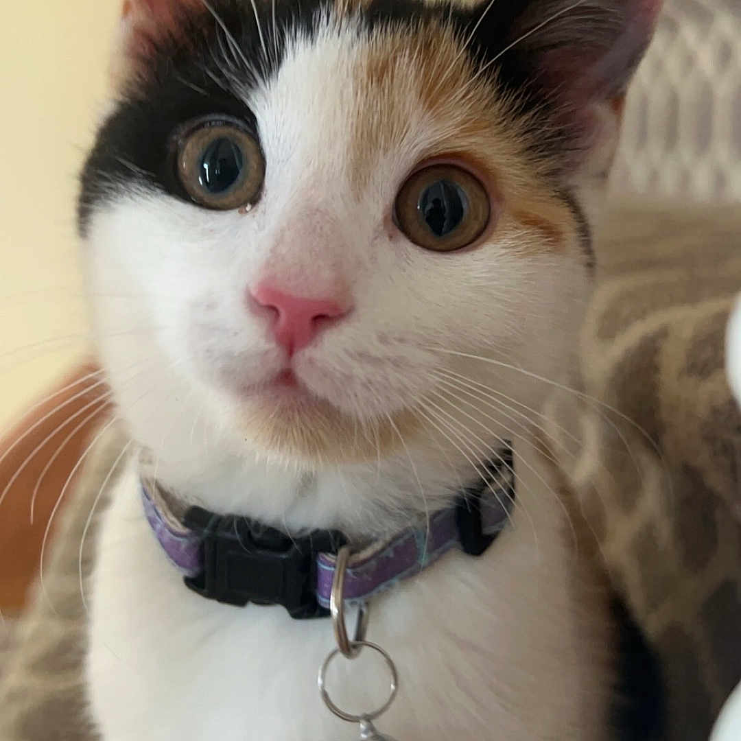 Pepper joined the competition — help win amazing prizes! animal, bell, calico, cat, close_up, collar, curious, domestic_cat, ears, face, feline, fur, indoor, kitten, pet, pink_nose, portrait, whiskers, wide_eyes, young_cat