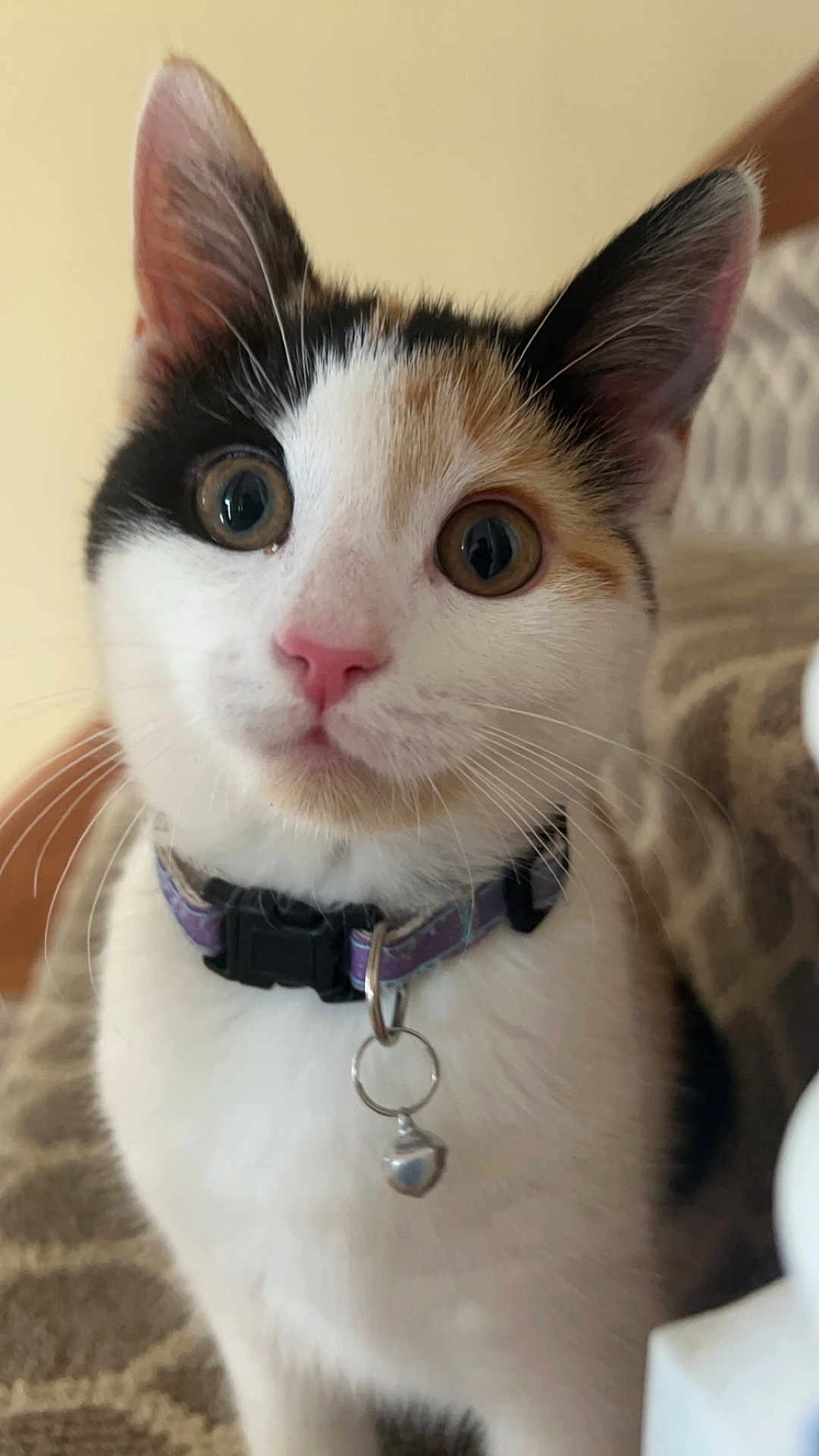 Pepper