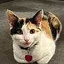Pepper is registered to the contest to win money with this photo: cat, calico, pet, animal, indoor, collar, tag, feline, cute, sitting, face, ears, whiskers, fur, home, sofa, relaxed, curious, closeup, domestic