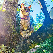 Tiny a rejoint le concours — aidez-le/la à gagner de superbes lots ! cat, tabby, tree, branch, outdoor, nature, sunlight, moss, greenery, sky, animal, pet, feline, alert, collar, leaf, trunk, daylight, wildlife, garden