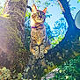 cat, tabby, tree, branch, outdoor, nature, sunlight, moss, greenery, sky, animal, pet, feline, alert, collar, leaf, trunk, daylight, wildlife, garden