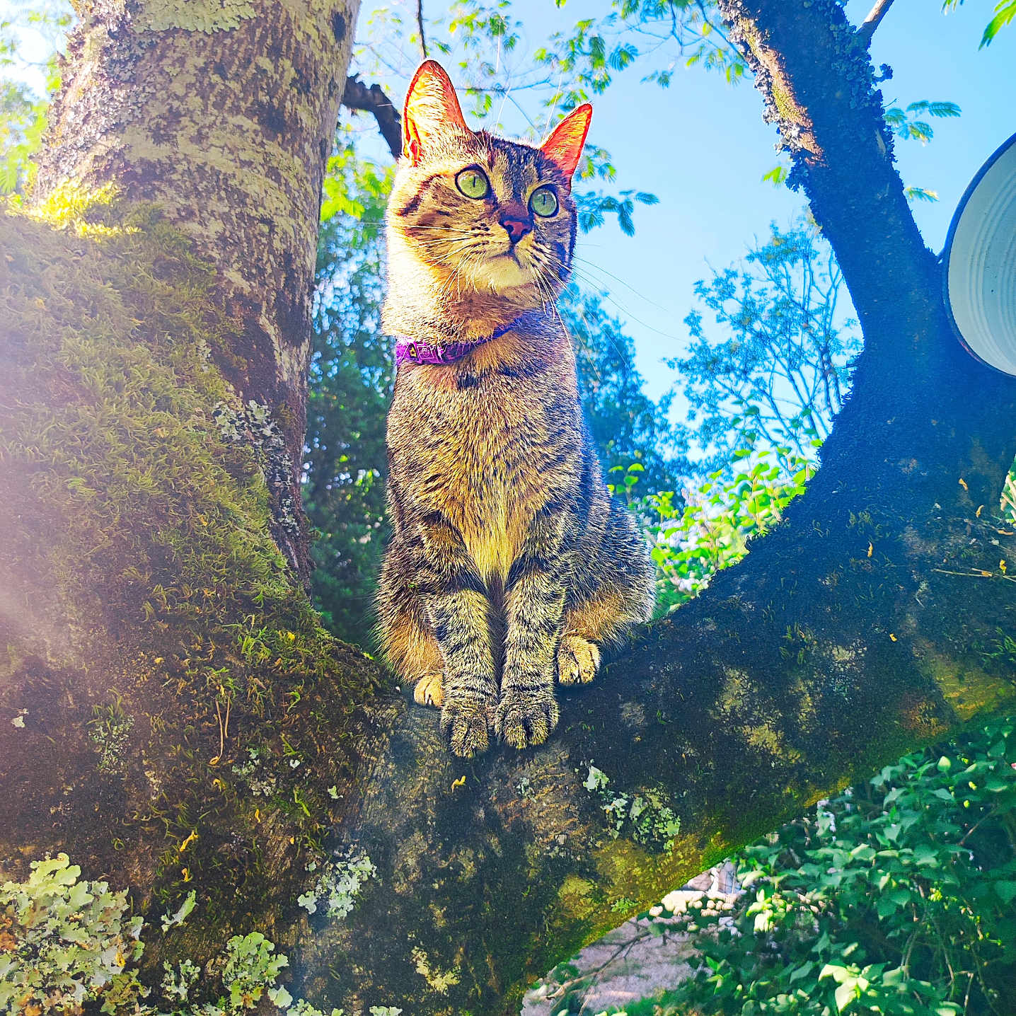 Tiny a rejoint le concours — aidez-le/la à gagner de superbes lots ! alert, animal, branch, cat, collar, daylight, feline, garden, greenery, leaf, moss, nature, outdoor, pet, sky, sunlight, tabby, tree, trunk, wildlife