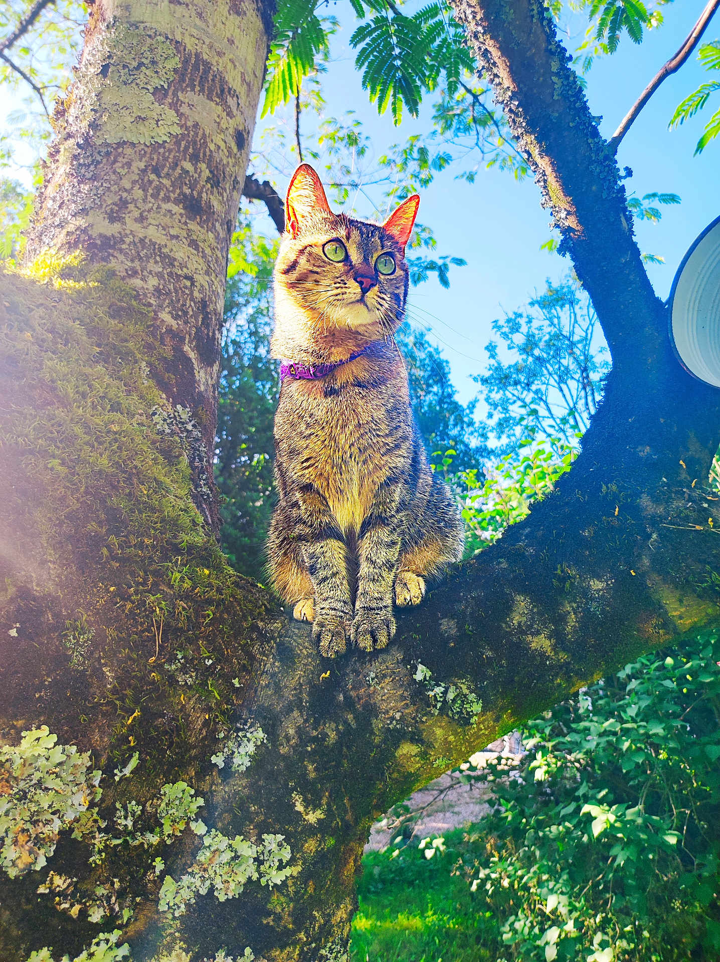Tiny a rejoint le concours — aidez-le/la à gagner de superbes lots ! cat, tabby, tree, branch, outdoor, nature, sunlight, moss, greenery, sky, animal, pet, feline, alert, collar, leaf, trunk, daylight, wildlife, garden