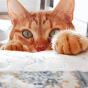 Ben a rejoint le concours — aidez-le/la à gagner de superbes lots ! cat, orange_tabby, paw, eyes, whiskers, ears, blanket, pattern, indoor, pet, feline, closeup, curious, soft_light, fur, nose, cute, animal, resting, cozy