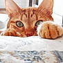cat, orange_tabby, paw, eyes, whiskers, ears, blanket, pattern, indoor, pet, feline, closeup, curious, soft_light, fur, nose, cute, animal, resting, cozy