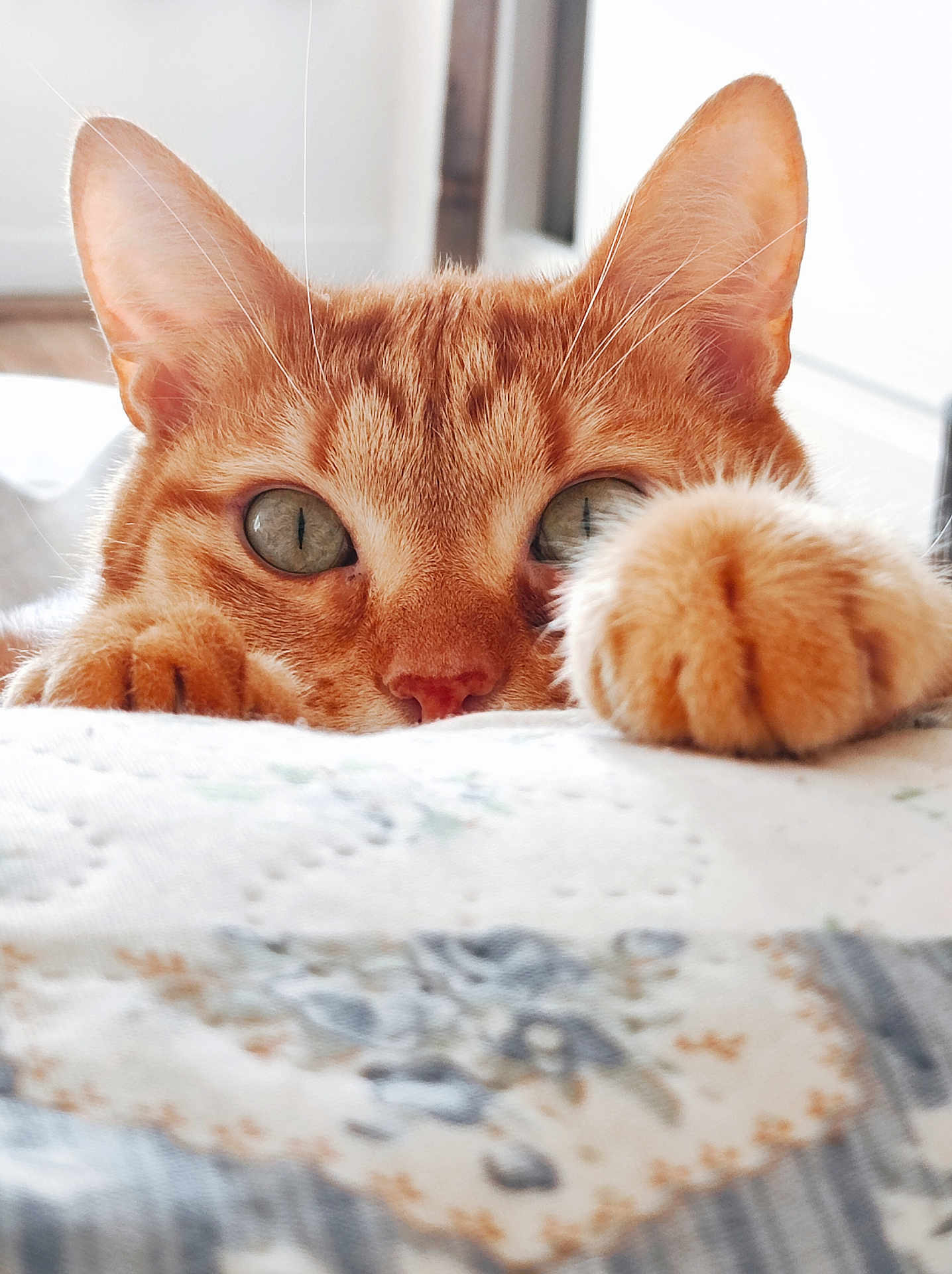 Ben a rejoint le concours — aidez-le/la à gagner de superbes lots ! cat, orange_tabby, paw, eyes, whiskers, ears, blanket, pattern, indoor, pet, feline, closeup, curious, soft_light, fur, nose, cute, animal, resting, cozy