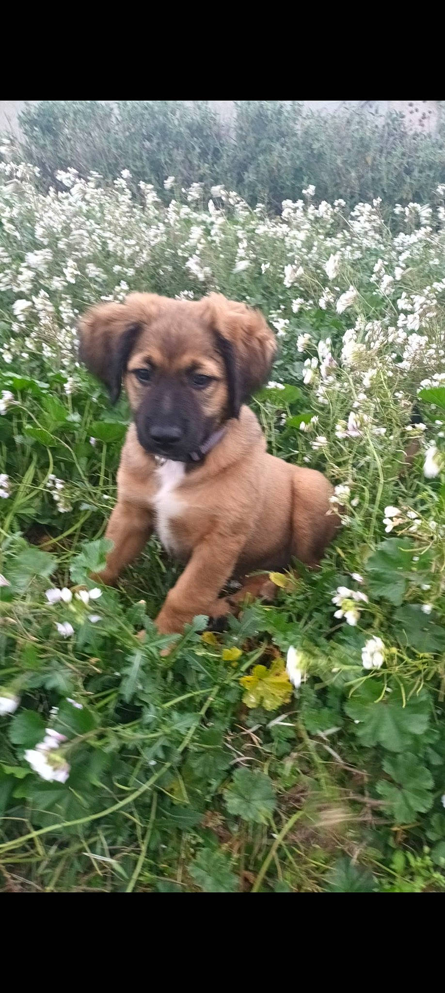 Maya participe au concours pour gagner de l'argent avec cette photo : annual_plant, carnivore, companion_dog, dog, dog_breed, fawn, flower, flowering_plant, garden, gardening, grass, groundcover, herbaceous_plant, meadow, plant, shrub, snout, sporting_group, wildflower, working_animal