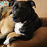 dog, black_dog, white_chest, couch, furniture, indoor, relaxed, pet, animal, brown_couch, household, companion, resting, fur, ears, paw, domestic_animal, side_view, textured_fabric, cardboard_box