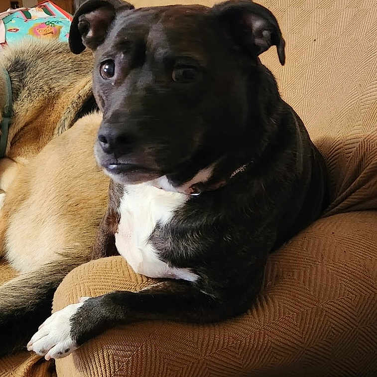 Porshia joined the competition — help win amazing prizes! dog, black_dog, white_chest, couch, furniture, indoor, relaxed, pet, animal, brown_couch, household, companion, resting, fur, ears, paw, domestic_animal, side_view, textured_fabric, cardboard_box