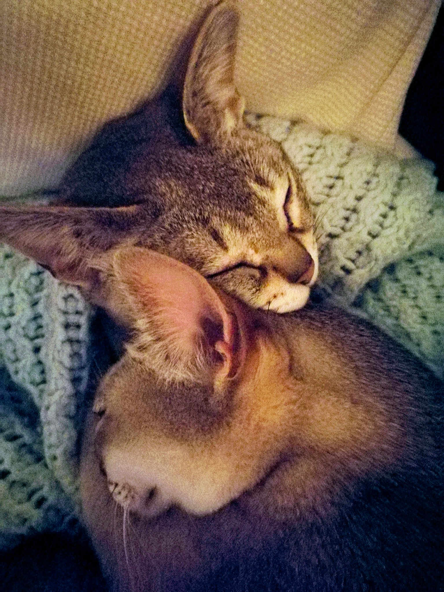 Maya And Malala