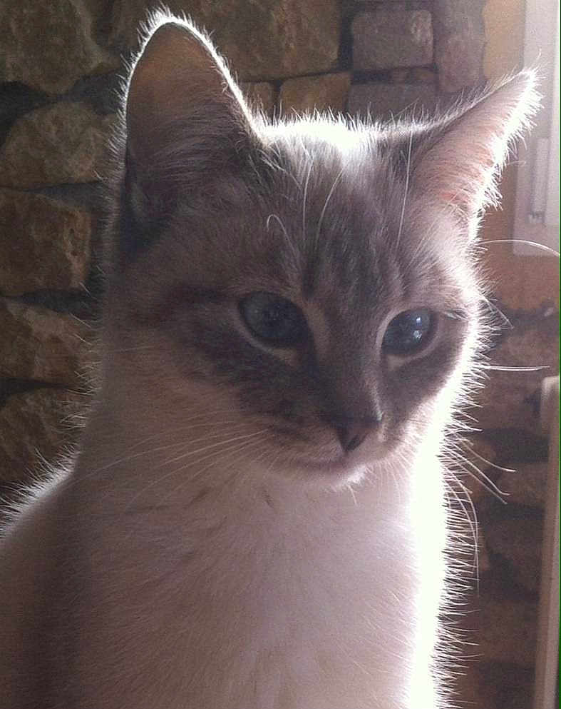 Ficelle