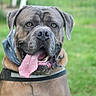 bandana, big_head, brown_fur, canine, close_up, collar, dog, drooling, ears, grass, guard_dog, happy, large_breed, leash, muzzle, outdoor, pet, portrait, tongue_out, wrinkles