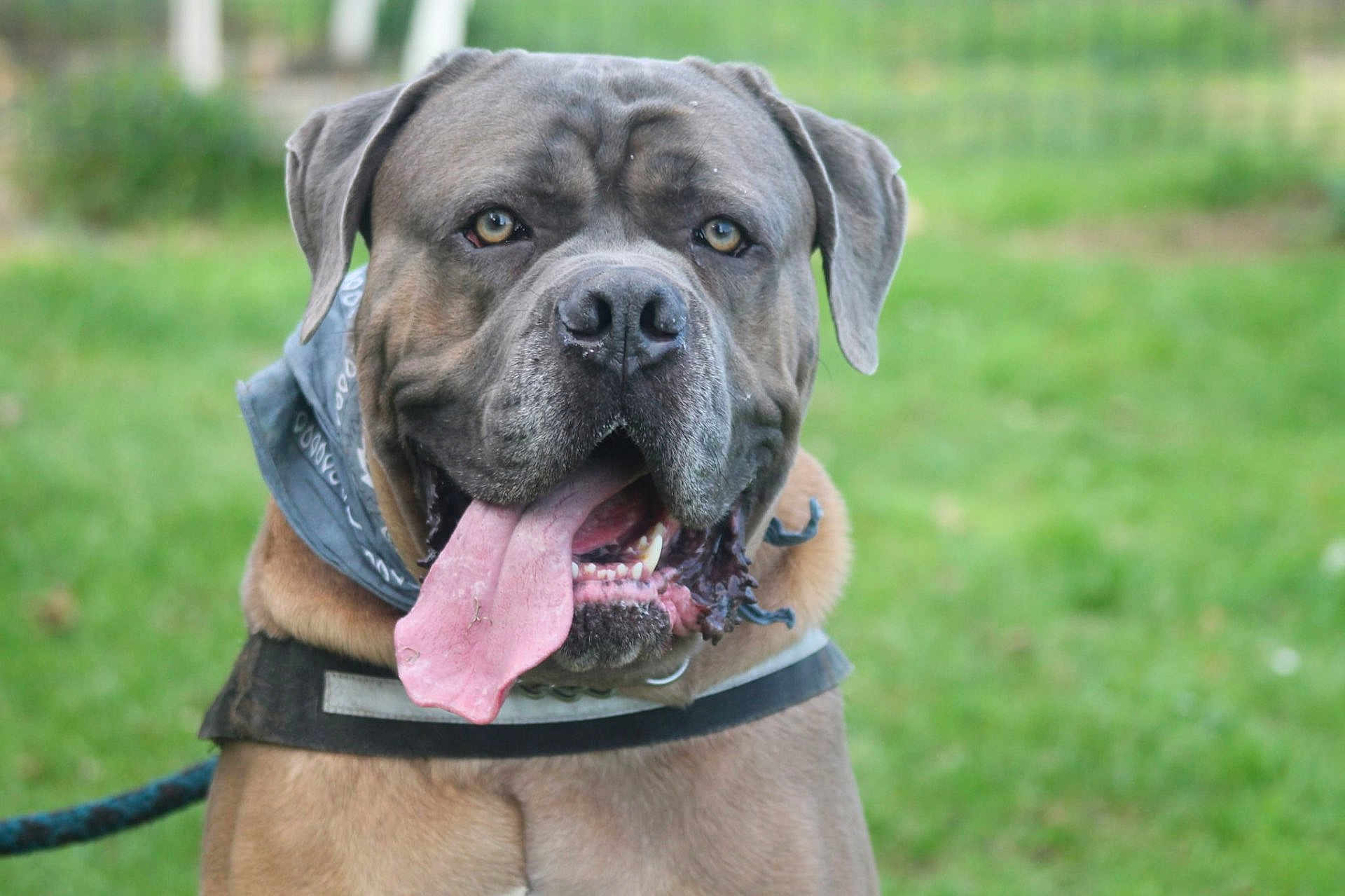 César participe au concours pour gagner de l'argent avec cette photo : dog, canine, large_breed, tongue_out, drooling, bandana, collar, leash, portrait, close_up, muzzle, wrinkles, brown_fur, outdoor, grass, pet, happy, ears, big_head, guard_dog