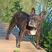 Izzy a rejoint le concours — aidez-le/la à gagner de superbes lots ! dog, french_bulldog, brindle, wooden_platform, lake, water, greenery, plants, wildflowers, outdoor, nature, sunlight, grass, trees, animal, pet, canine, daylight, park, scenic