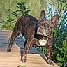 dog, french_bulldog, brindle, wooden_platform, lake, water, greenery, plants, wildflowers, outdoor, nature, sunlight, grass, trees, animal, pet, canine, daylight, park, scenic