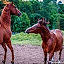 Wriggley is registered to the contest to win money with this photo: colt, fauna, foal, grass, horse, horse_like_mammal, livestock, mane, mare, mustang_horse, pack_animal, pasture, ranch, stallion, tree, wildlife