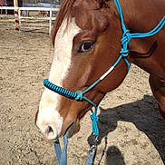 Wriggley joined the competition — help win amazing prizes! bridle, colt, halter, horse, horse_grooming, horse_harness, horse_like_mammal, horse_supplies, horse_tack, mane, mare, mustang_horse, pack_animal, rein, saddle, snout, sorrel, stallion, western_riding