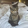 cat, tabby, pet, animal, feline, bed, white_bedspread, indoor, cute, fur, whiskers, ears, eyes, sitting, domestic, cozy, soft, resting, young_cat, curious