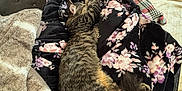 Mini joined the competition — help win amazing prizes! cat, tabby_cat, sleeping, blanket, floral_pattern, furry, cozy, indoor, wooden_floor, pile, soft_texture, relaxing, pet, animal, resting, fur, cushion, home, comfort, warm