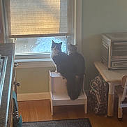 Mini is registered to the contest to win money with this photo: cat, window, step_stool, indoor, kitchen, toaster_oven, backpack, wooden_floor, curious, pets, feline, light, shadow, home, furniture, two_animals, domestic, animal, cozy, curtain