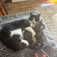 Jack is registered to the contest to win money with this photo: cat, kitten, black_and_white_cat, tabby_cat, snuggling, blanket, knitted_blanket, doll_legs, pink_pajamas, wooden_floor, sunlight, indoor, pet, animal, fur, cute, cozy, resting, home, floor_rug