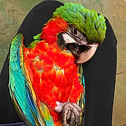Roxy is registered to the contest to win money with this photo: beak, bird, common_pet_parakeet, fauna, feather, lorikeet, macaw, parakeet, parrot, perico