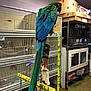 Roxy is registered to the contest to win money with this photo: beak, bird, macaw, parrot, technology